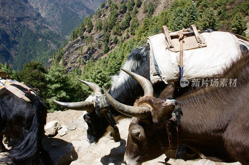 Yak trail